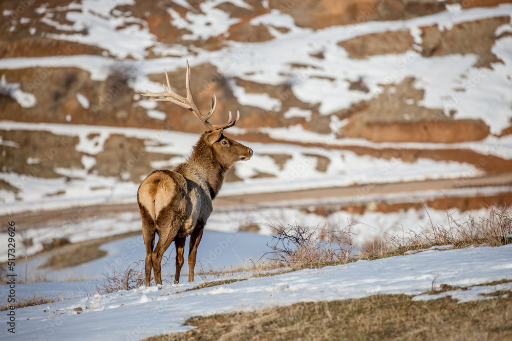 Deer in the snow against the sky and mountains. A herd of wild deer. Deer in the snow against the sky and mountains. A herd of wild deer.