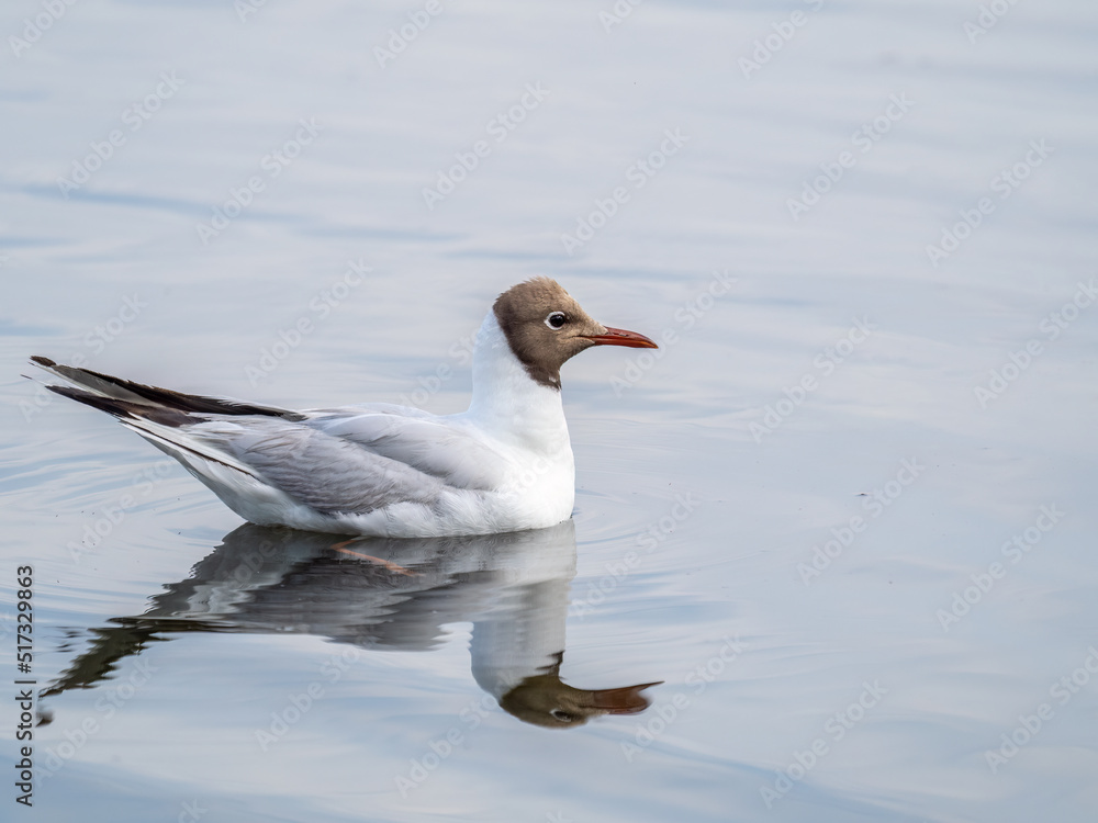 The black-headed gull, lat. Chroicocephalus ridibundus, swimming in a lake The black-headed gull, lat. Chroicocephalus ridibundus, swimming in a lake