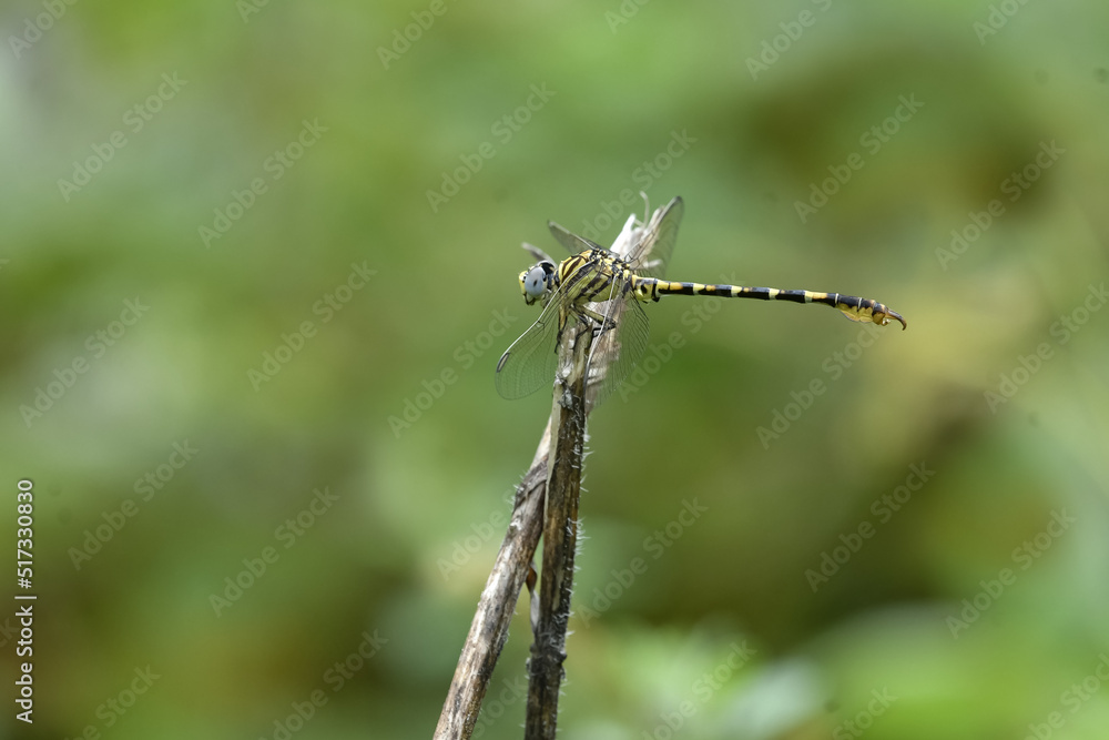 The Dragonfly. Clicked from Kannur, Kerala, India The Dragonfly. Clicked from Kannur, Kerala, India