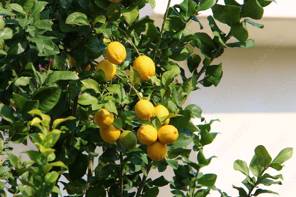 Rich harvest of citrus fruits in the collective farm garden