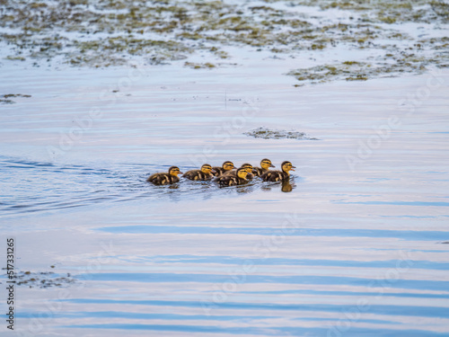 Cute little duckling swimming alone in a lake or river with calm water