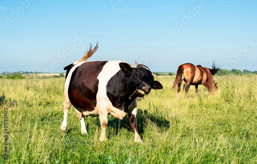 A beautiful cow grazes in the summer on a green meadow. It is white and black in color. On a blurred background of a field and a blue sky