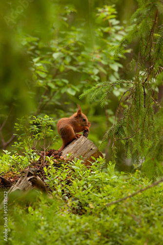 Little squirrel eating a pine cone. Closeup view of a small animal sitting in a forest and having a snack.