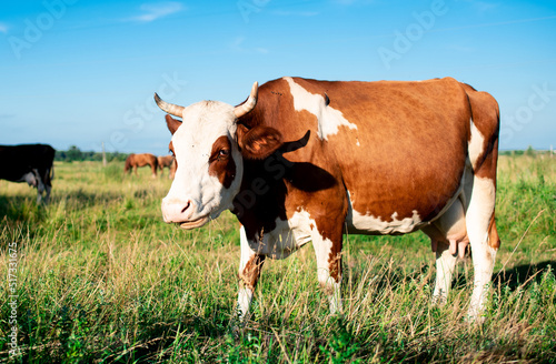 A beautiful cow grazes in the summer on a green meadow. It is white and brown in color. On a blurred background of a field and a blue sky © Olha