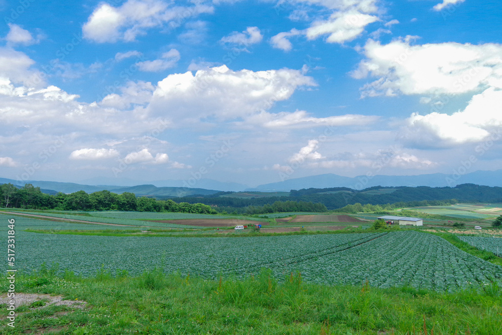 Fototapeta premium キャベツ畑