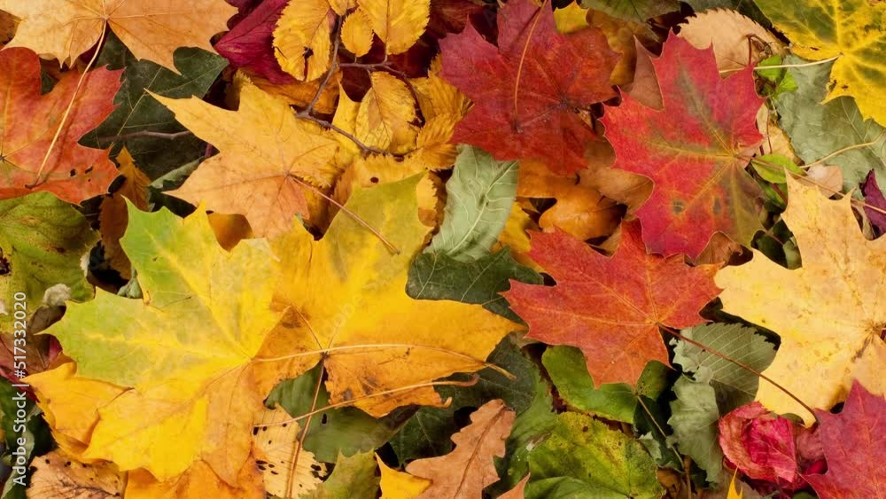 Fallen Leaves in Autumn forest. Seasonal Background with Beautiful Foliage. Colorful Autumn Background. Fallen Leaves in Autumn forest. Seasonal Background with Beautiful Foliage. Colorful Autumn Background.