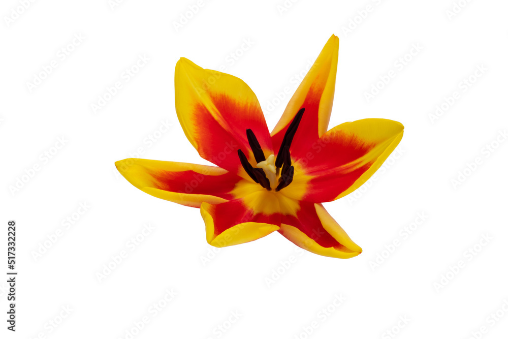 Obraz premium Red tulip flower head isolated on white background.