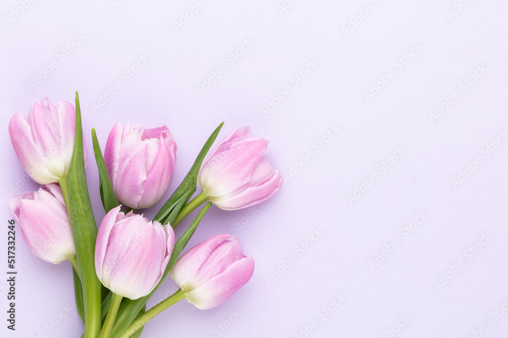 Lilac tulip flower on purple background.