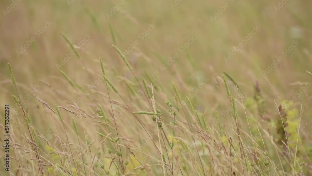 Uncultivated grass swaying in wind in meadow of Zlatibor mountains landscape Uncultivated grass swaying in wind in meadow of Zlatibor mountains landscape