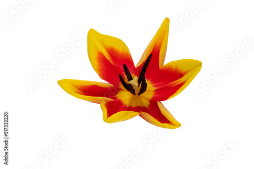 Red tulip flower head isolated on white background.