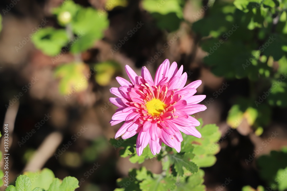 Obraz premium 秋の日本の公園に咲くピンク色のスプレーギクの花