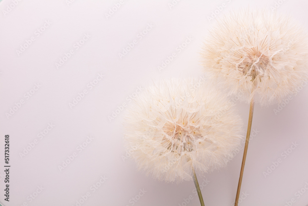Fototapeta premium Abstract dandelion flower background. Seed macro closeup. Soft focus