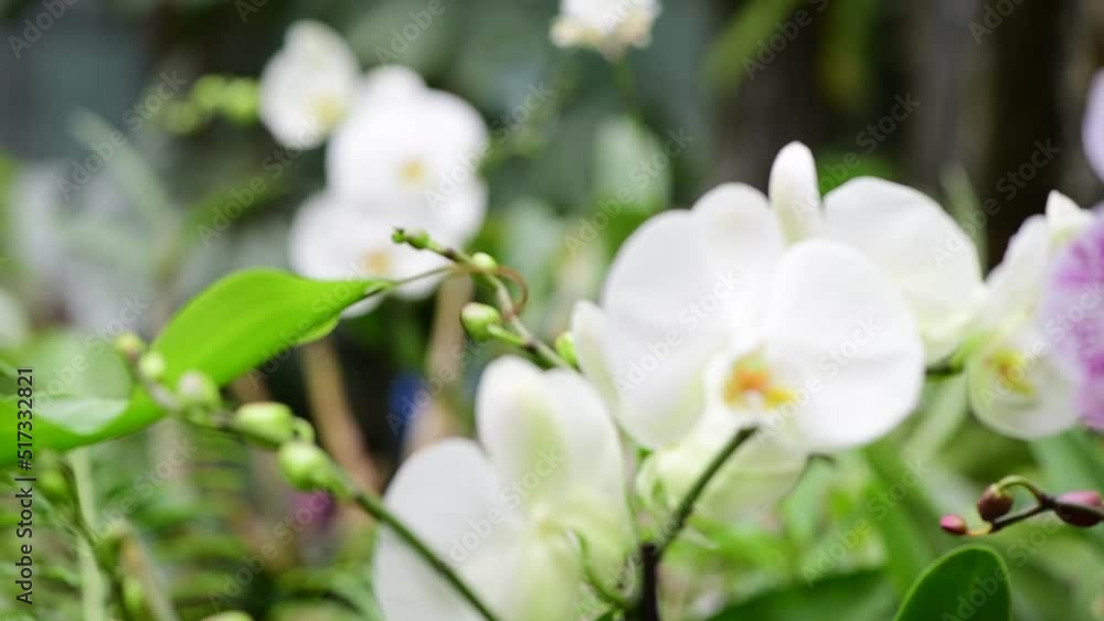 Blooming beautiful orchid flowers in a tropical greenhouse, nature and gardening 4k video Blooming beautiful orchid flowers in a tropical greenhouse, nature and gardening 4k video