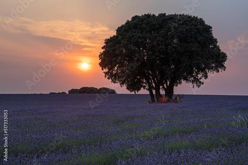 lavender fields in brihuega, spain. sunset in the lavender fields.