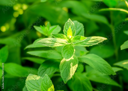 young green mint bush grows in the garden. cultivation of medicinal plants concept