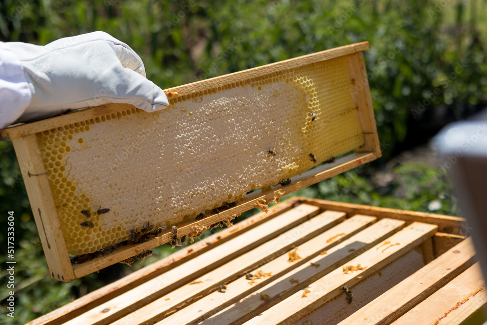 Beekeeper holds bee hive frame in hand full with honey on a summer day. Bees capping the honey on a frame. Beekeeping concept. Close up, copy space Beekeeper holds bee hive frame in hand full with honey on a summer day. Bees capping the honey on a frame. Beekeeping concept. Close up, copy space