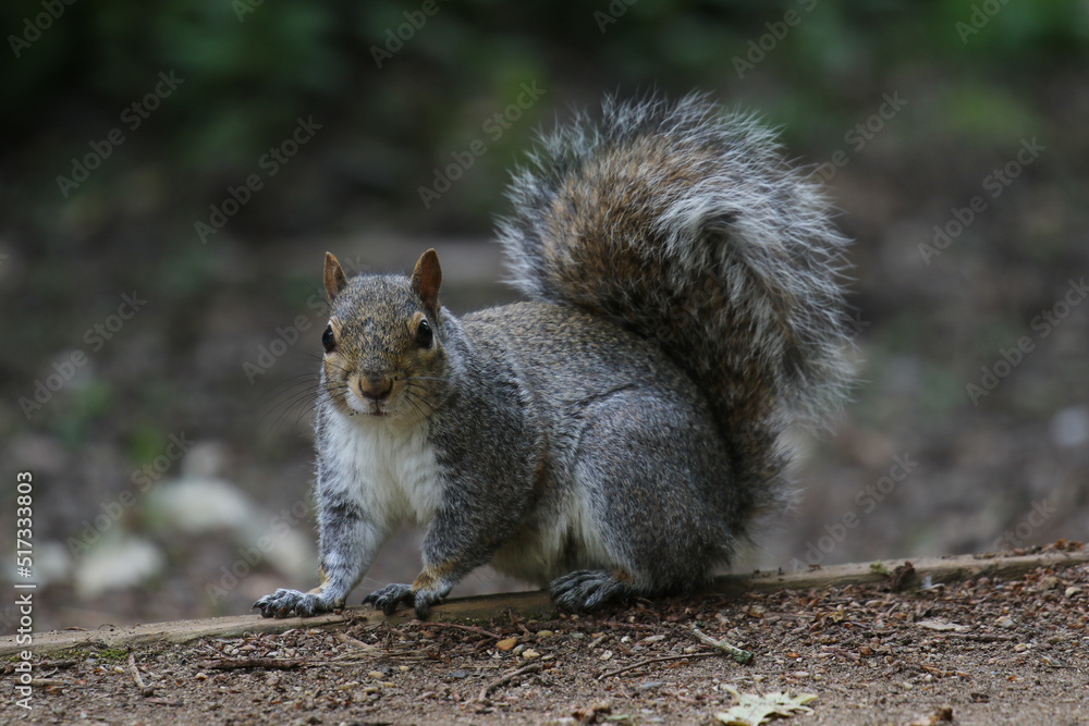 Grey Squirrel, London, Unitd Kingdom Grey Squirrel, London, Unitd Kingdom