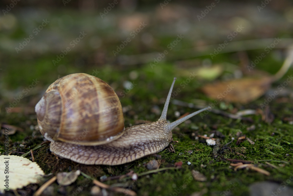 Snail in its natural habitat in a forest on summer day. The largest snail in Europe crawls on the moss. Animal background. Close up, selective focus Snail in its natural habitat in a forest on summer day. The largest snail in Europe crawls on the moss. Animal background. Close up, selective focus