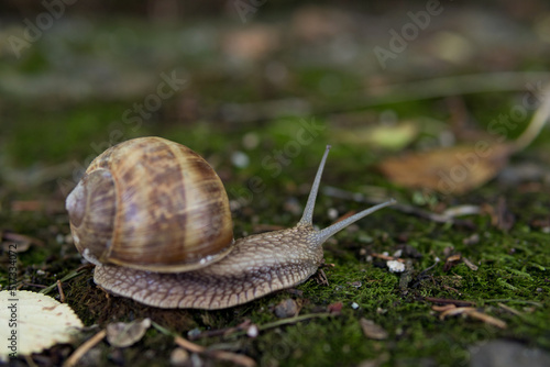 Snail in its natural habitat in a forest on summer day. The largest snail in Europe crawls on the moss. Animal background. Close up, selective focus