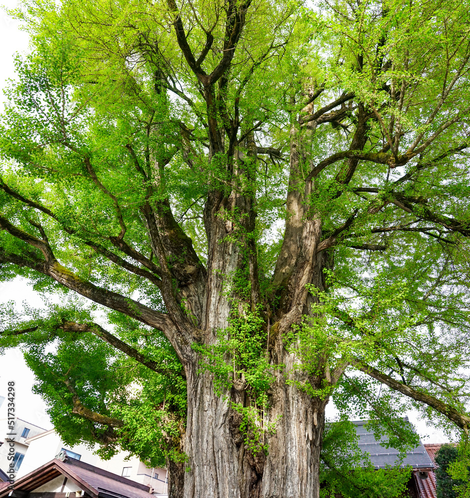 Obraz premium 樹齢1200年を超える飛騨国分寺の大イチョウ（岐阜県高山市）
