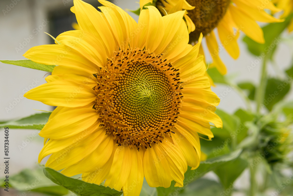 Obraz premium Sunflower on a sunny summer day in an agricultural garden, blurred background. Natural background concept. Close up, selective focus and copy space
