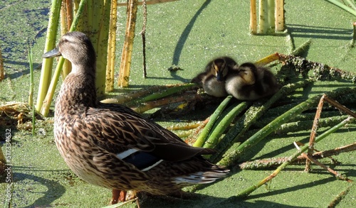 Mother Mallard Duck Bird Guards Her Young Baby Ducklings