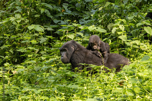 Adult female gorilla with baby, Gorilla beringei beringei, in the lush foliage of the Bwindi Impenetrable forest, Uganda. Members of the Muyambi family habituated group of the conservation programme photo