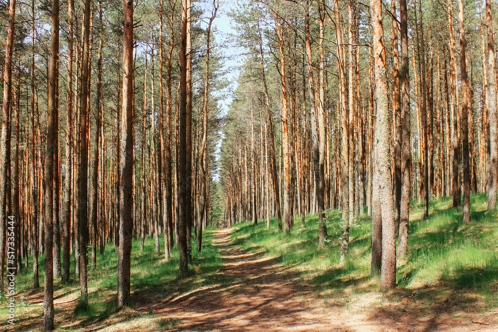 Obraz premium the road through the young pine forest. natural background