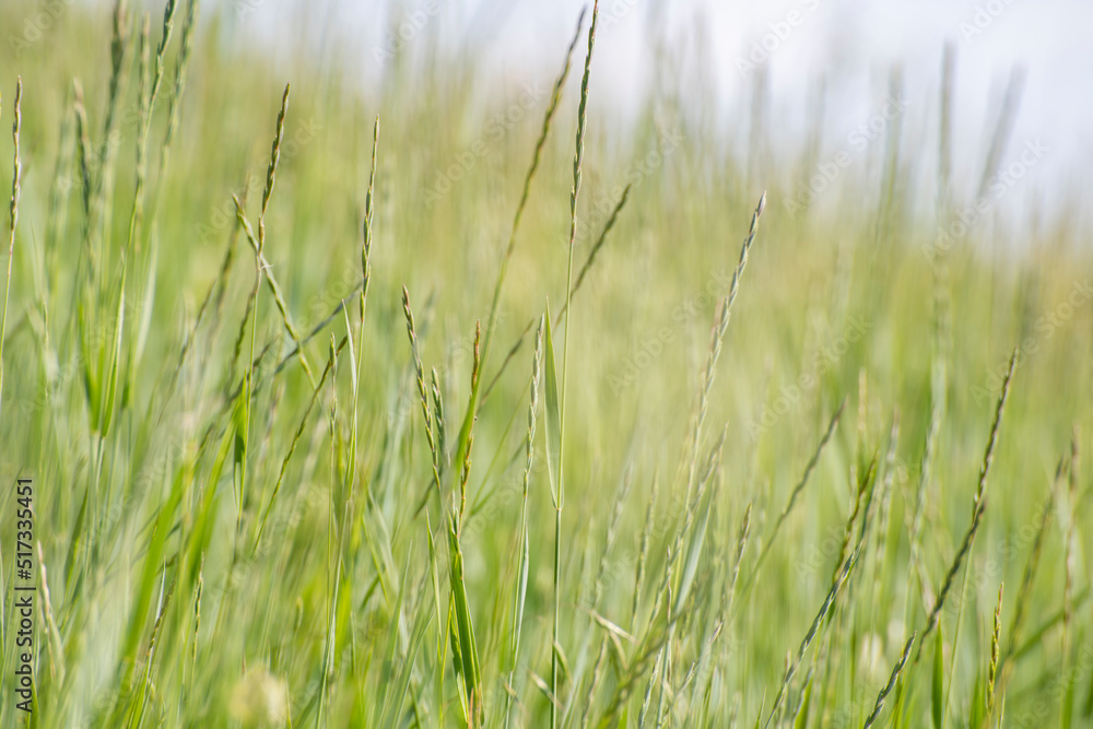 Green grass background. Grass bokeh background.