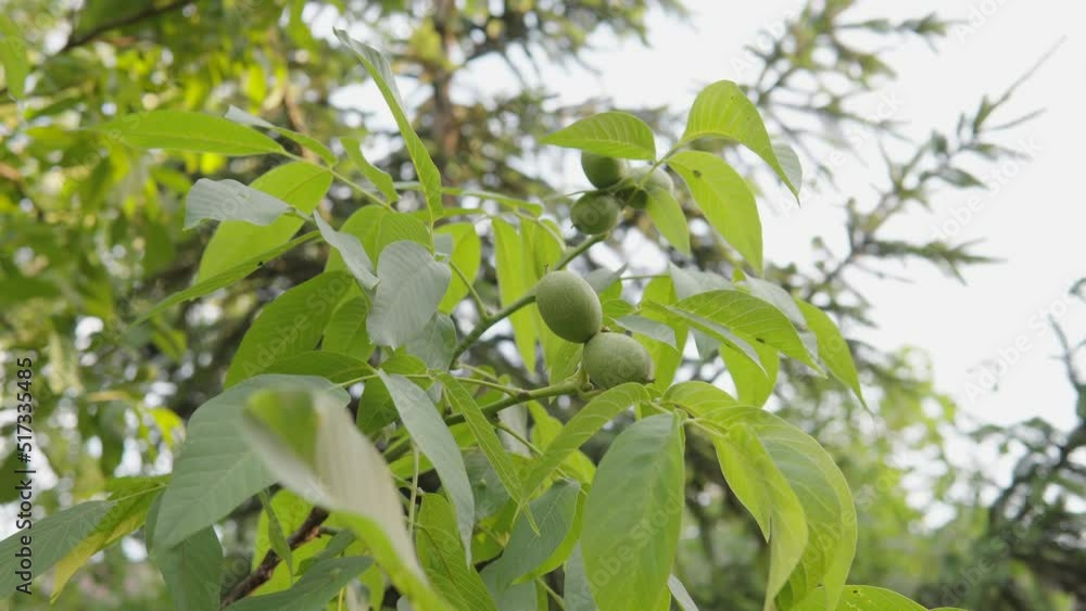 Green unripe walnut hang on a branch. Raw walnut in a green nutshell. Green unripe walnut hang on a branch. Raw walnut in a green nutshell.