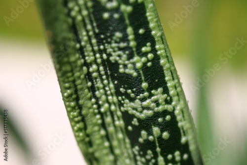 Gasteria batesiana 'Little Warty' 