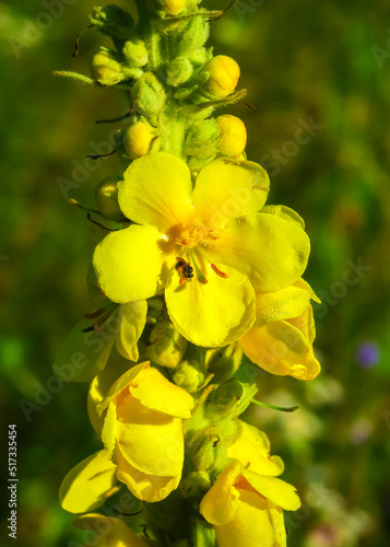 yellow flowers mullein grow on the field. collection of medicinal plants concept photo