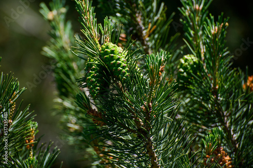 Beautiful close up of a pine needles. Christmas tree branches.