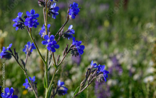 Lavender flowers in the garden