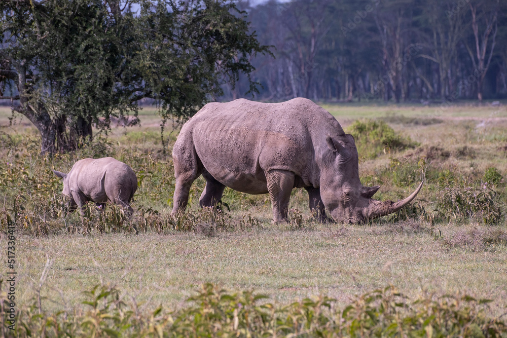 Fototapeta premium Mother and baby Rhino in Lake Nakuru National Park