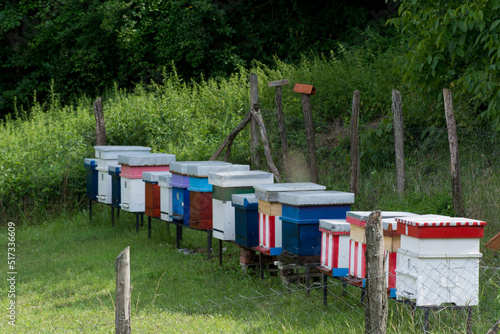 Colorful wooden bee hives in a row in an apiary on a meadow in nature on a sunny summer day. Beekeeping concept. Close up, selective focus