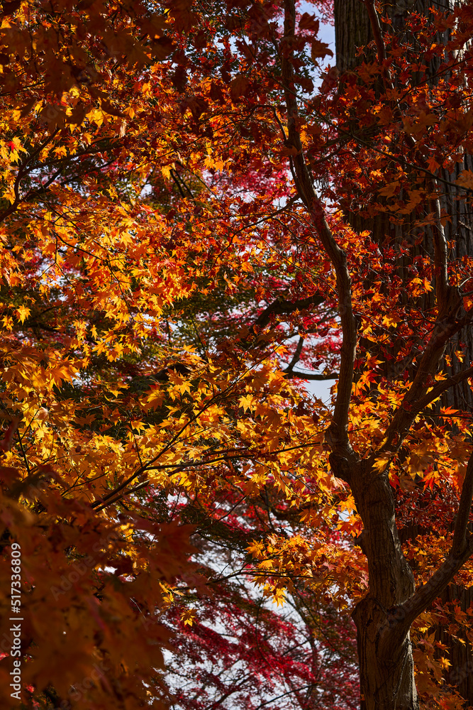 Autumn Leaves In a Mountain In Japan