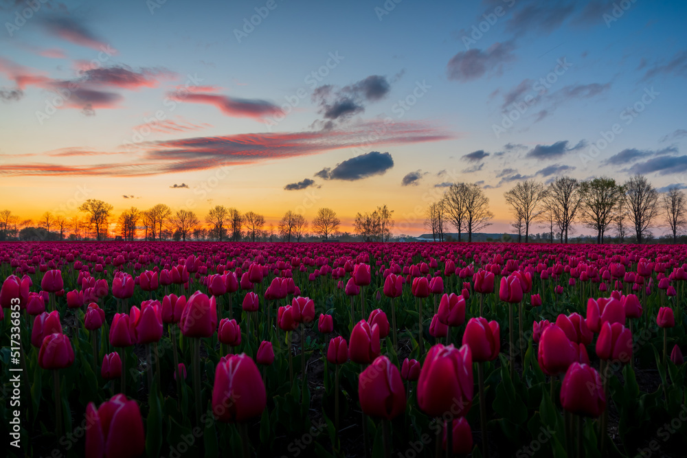 Fototapeta premium Tulipany zachód