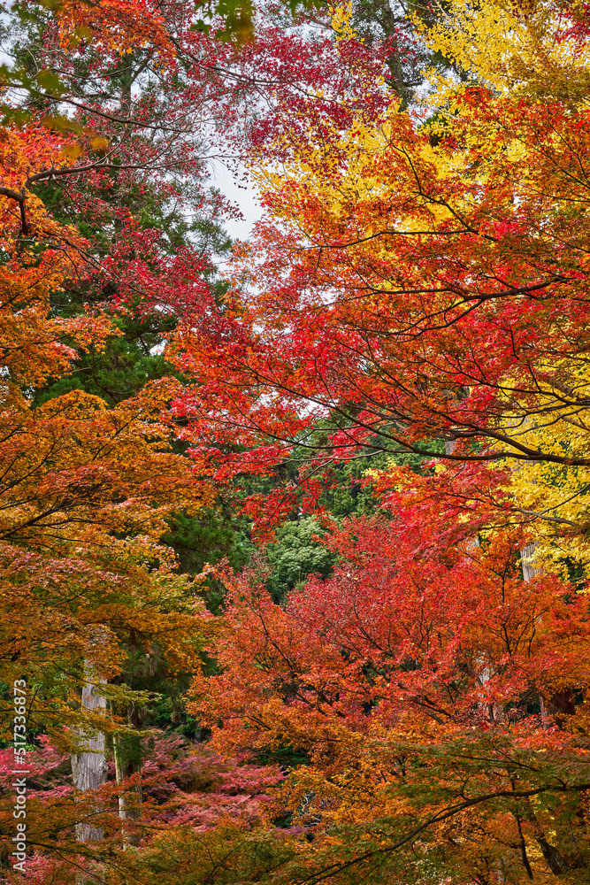 Autumn Leaves In a Mountain In Japan Autumn Leaves In a Mountain In Japan