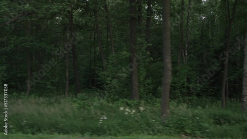 Wallpaper Mural Slow motion driving plate side view of mixed forest in summer with some shake and bumps Torontodigital.ca