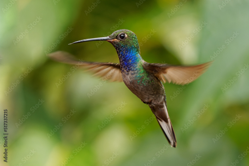 Green-backed or White-tailed Hillstar - Urochroa leucura, formerly in the white-tailed hillstar, hummingbird in brilliants, tribe Heliantheini in Lesbiinae, found in Colombia, Ecuador and Peru. Green-backed or White-tailed Hillstar - Urochroa leucura, formerly in the white-tailed hillstar, hummingbird in brilliants, tribe Heliantheini in Lesbiinae, found in Colombia, Ecuador and Peru.