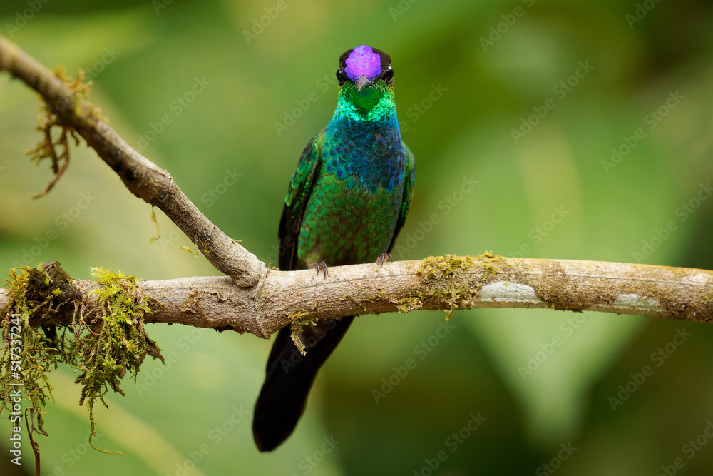 Obraz premium Violet-fronted Brilliant - Heliodoxa leadbeateri hummingbird in brilliants, tribe Heliantheini in Lesbiinae, found Bolivia, Colombia, Ecuador, Peru and Venezuela. Green bird with violet head