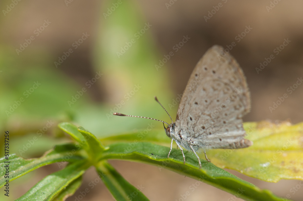 Gossamer-winged butterfly on a leaf. Niokolo Koba National Park. Tambacounda. Senegal. Gossamer-winged butterfly on a leaf. Niokolo Koba National Park. Tambacounda. Senegal.