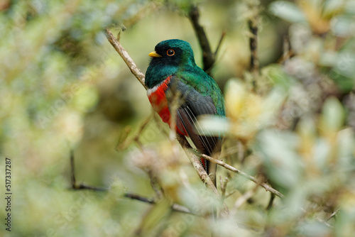 Masked Trogon - Trogon personatus green and red bird in Trogonidae, common in humid highland forests in South America, mainly the Andes and tepuis, feeds on both fruits and insects