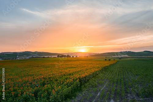 Sunset landscape in a sunflower field