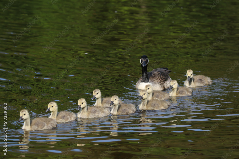 Canadian Goose and goslings, London, United Kingdom Canadian Goose and goslings, London, United Kingdom