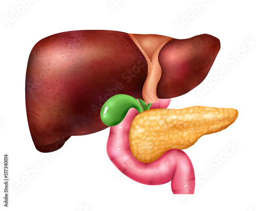 Pancreas And Liver Composition