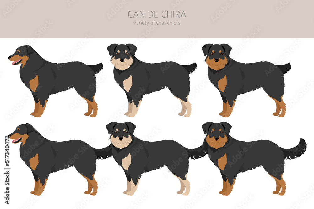 Can de Chira clipart. Different poses, coat colors set