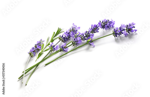 Fresh Lavender flowers bundle on a white