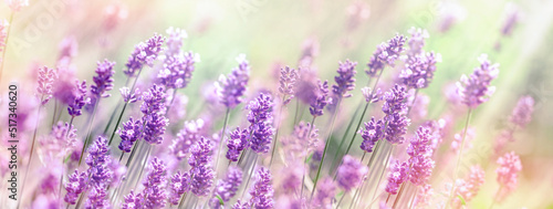 Selective and soft focus on lavender flower  field of lavender lit by sunlight